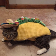 Taco Cat