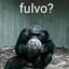 fulvo?