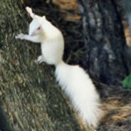 The White Squirrel (2423)