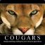 [PTFC] Cougar