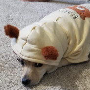 FINN