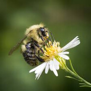 Pollen8