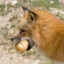 FoxBread