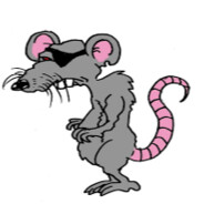 rat