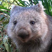 Combat Wombat