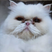 Hicho