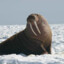 majestic_walrus