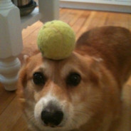 Corgi