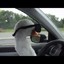 goose
