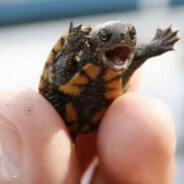 ExcitinqTURTLES