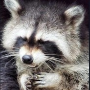 Cute Raccoon