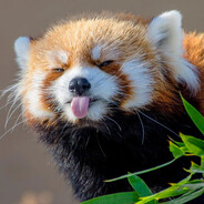 RaddPanda