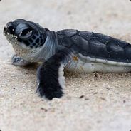 Amatuer Cannibal