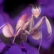 beebabodeer