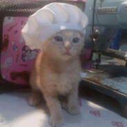 котёнок-поварёно