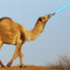 Lightsaber-camel