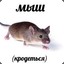 Мыш(кродеться)