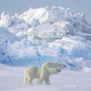 polarpop