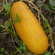 Orange Cucumber