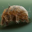 Tardigrada