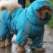 Dog in Blue Raincoat