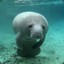 manateatime