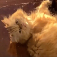 theawesomejesz's Avatar