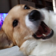 jelsa