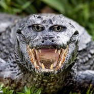 AligatoR