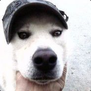 Ra_puppy
