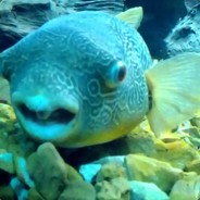 SquishyShroom's Avatar