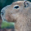 capybara