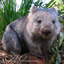 not wombat