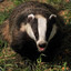 A Friendly Badger