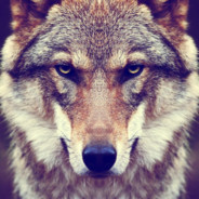 Wolf13811