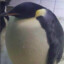 fat pinguin