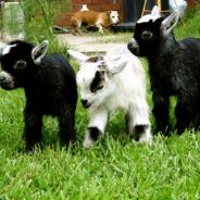 Benis Sucker