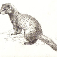 WaxMink