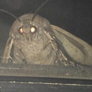 Uncle insect
