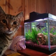 BlindCatLab