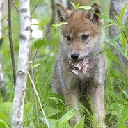 Ti Loup - Dudu's Avatar