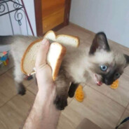 HAHAHAHAHAA