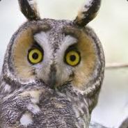 Hooting-OWL