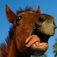 Crazy  Horse's Avatar