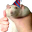Ratatuil