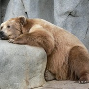 BouncyBear