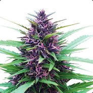 Gustavo, Cannabis S2
