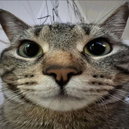 meow meow
