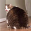 giant fat cat