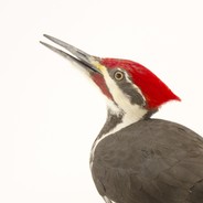 a hecking woodpecker